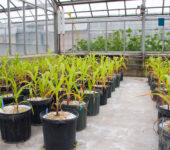 Potted plants in a greenhouse.