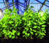 Rows of poplar under greenhouse lights.