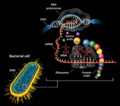 Illustration of a bacteria and mRNA.