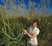 A woman holds a plant in a field.