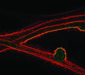 As described in caption.