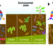 Illustration of model microbes forming synthetic communities in a complex rhizosphere.