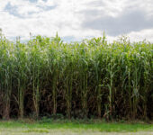 Rows of sorghum plants.