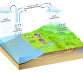 Parts of the water cycle like precipitation and evaporaiton interact with vegetation and human environments.