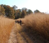 Three researchers stand in a gap between switchgrass stands. The switchgrass is taller than their shoulders.