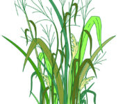 Switchgrass Illustration