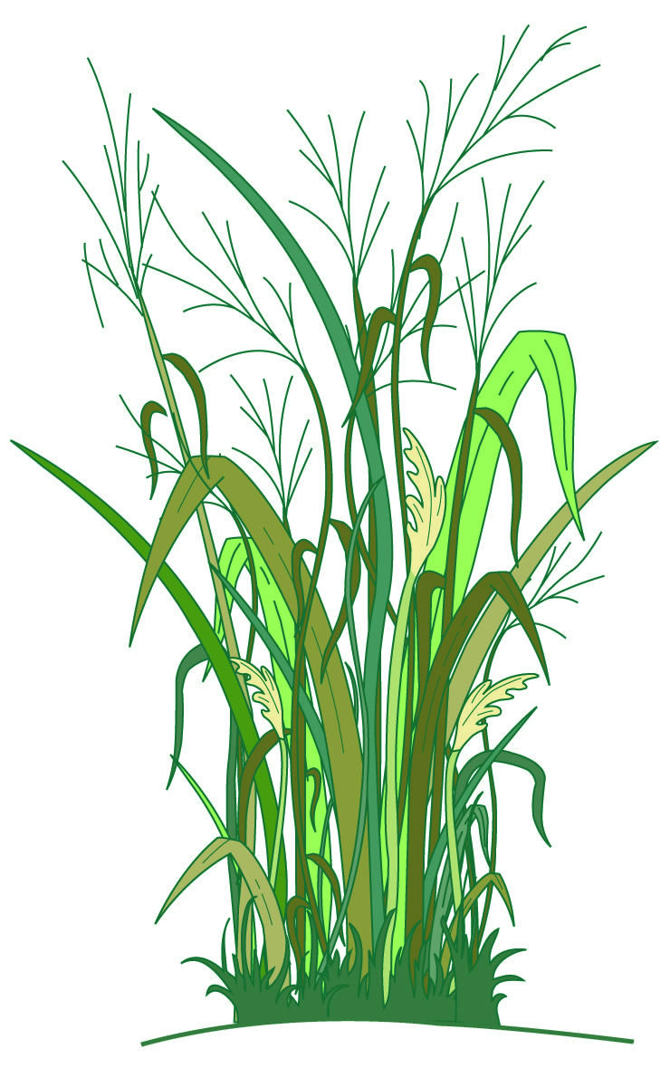 Switchgrass Illustration