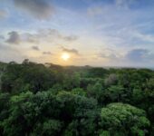 Sun shining above a tree canopy.