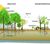 Graphic of trees and roots showing nutrient uptake and disturbances.