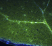 Vascular tissue of a leaf shown by fluorescence.