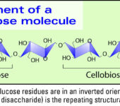 Illustration of cellulose structure.