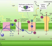 Illustration of molecules crossing a cellular membrane.